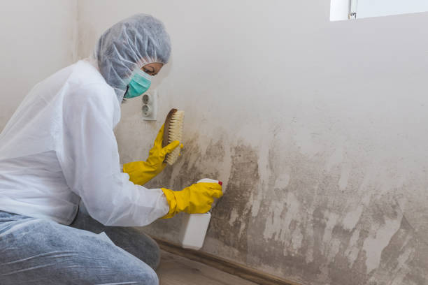Home Mold Removal in Galena, IL