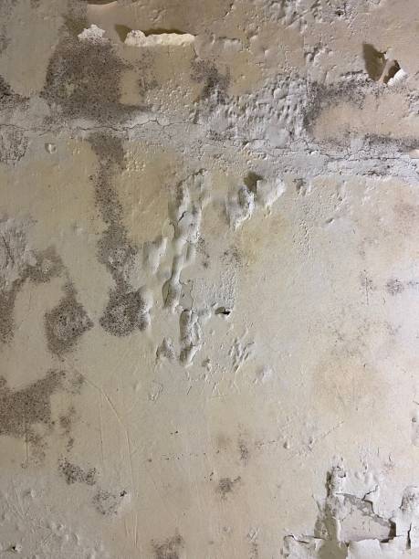 Professional Mold Removal in Galena, IL